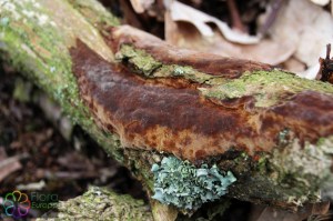 Phellinus ferruginosus (1200 x 800).jpg_product